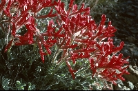 Astragalus coccineus